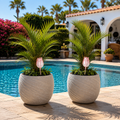 RiegoFlor — Set de 3 Bolas de Riego con Forma de Tulipán